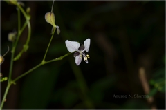 Aneilema scaberrimum